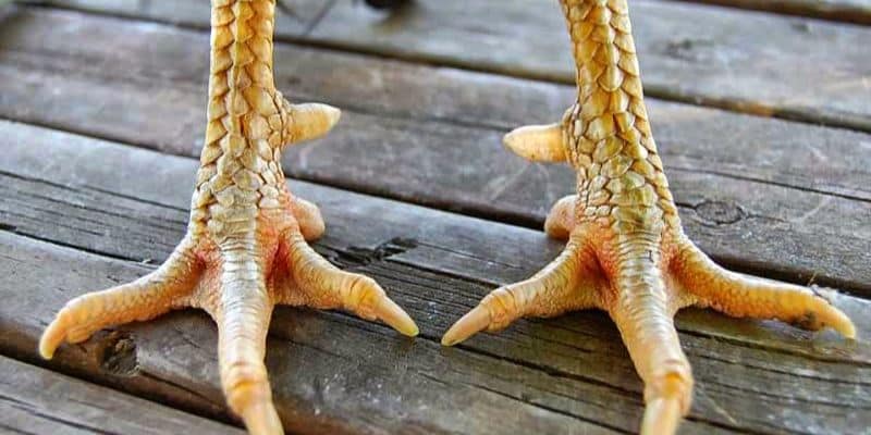 Vảy khai tiền là gì khi chọn gà?